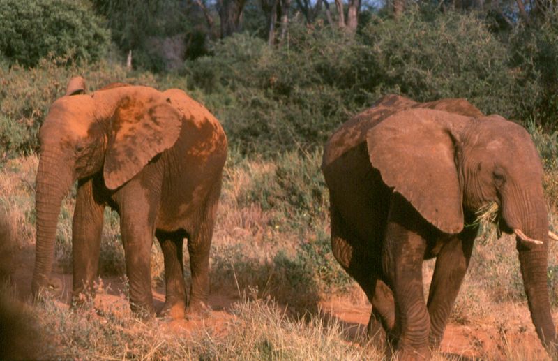 1-04 olifanten - Samburu national reserve